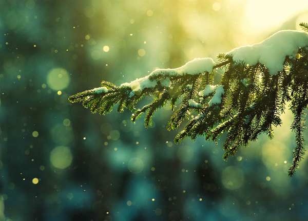Em for Marvelous - snowy tree