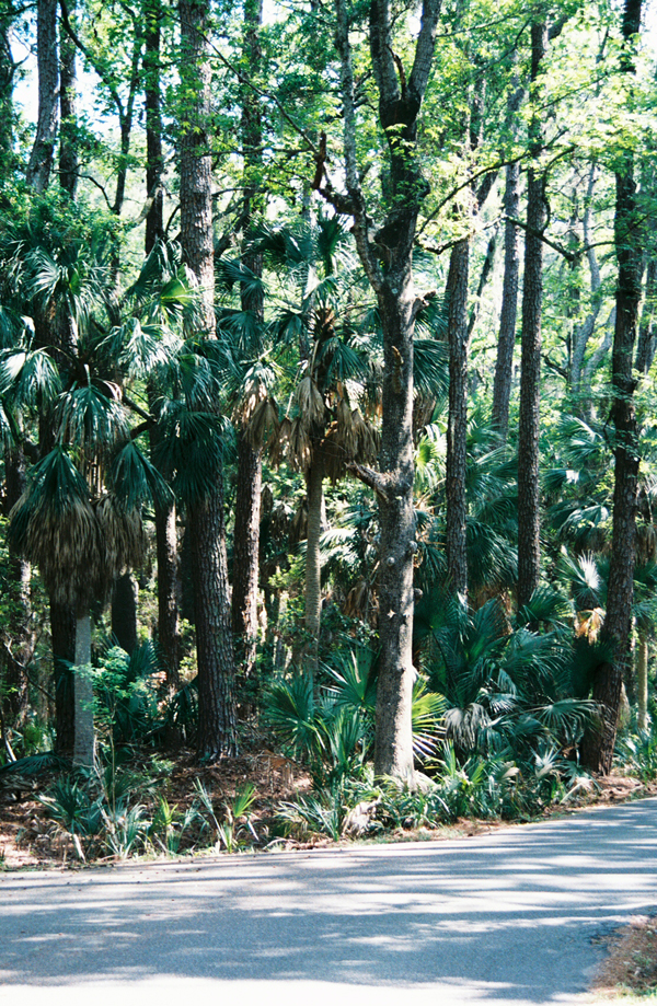 Hunting Island SC palmettos