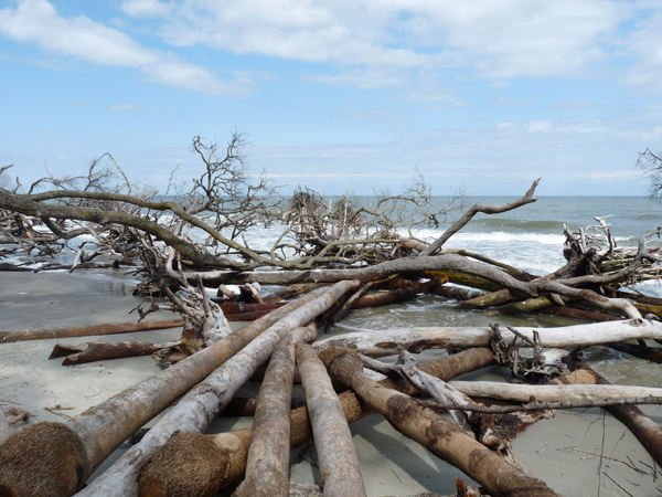 Hunting Island State Park SC