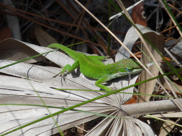 Hunting Island wildlife