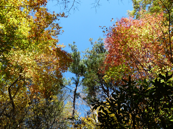 fall leaves