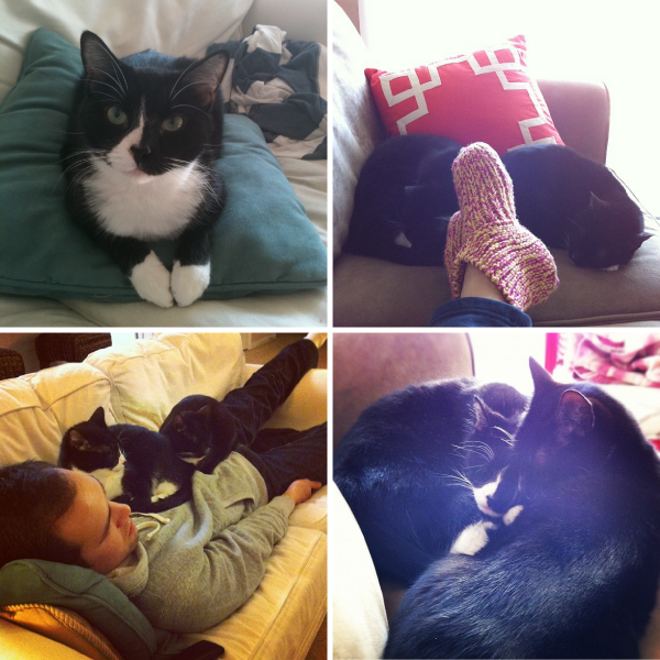 cute-cat-Oliver