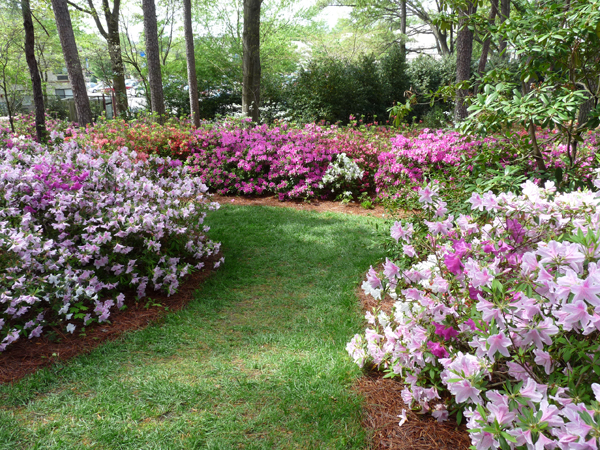 azalea gardens in raleigh