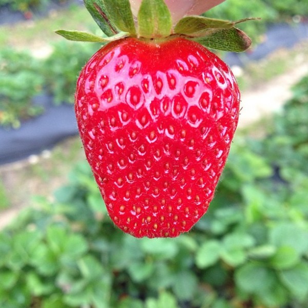 pick your own strawberries raleigh