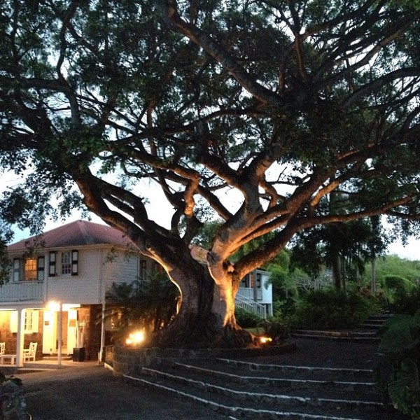 amazing montpelier tree