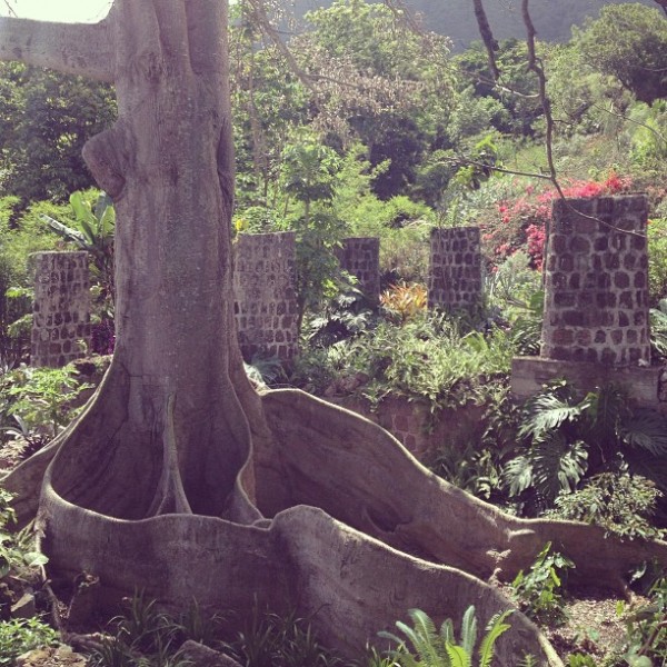 golden rock tree