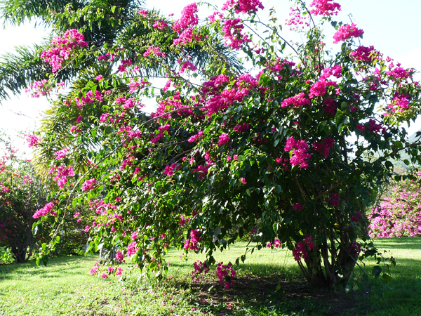 montpelier-flowers
