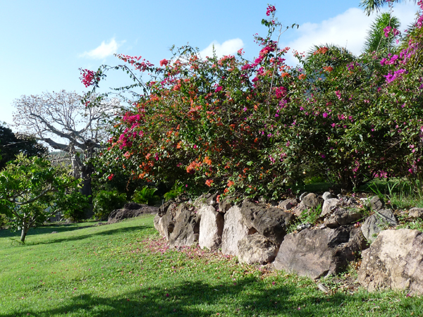 montpelier nevis grounds