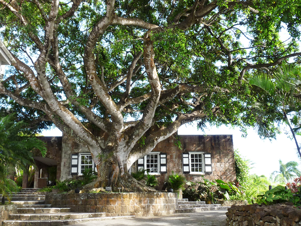 montpelier-tree-reception