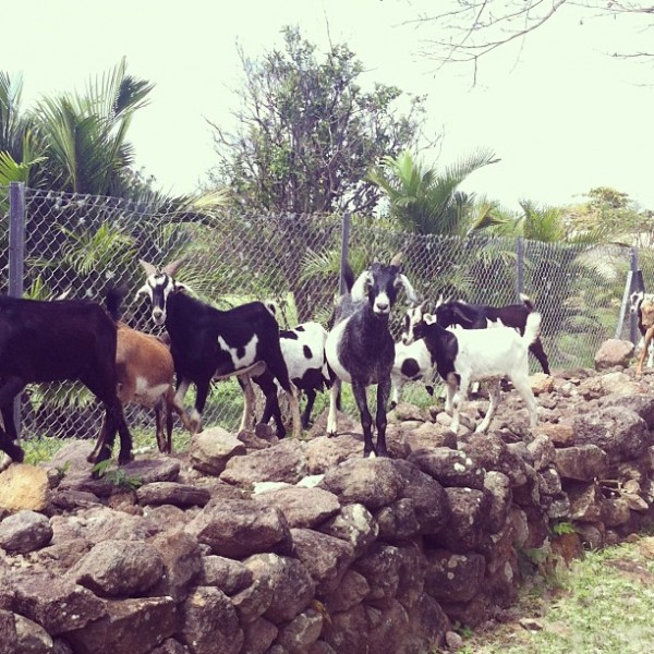 nevis goats