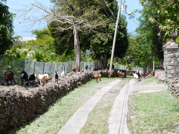 nevis-goats