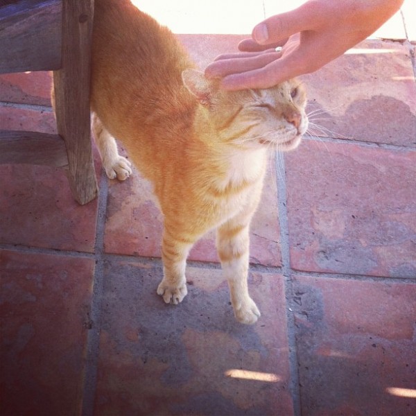 nisbet-greeter-cat