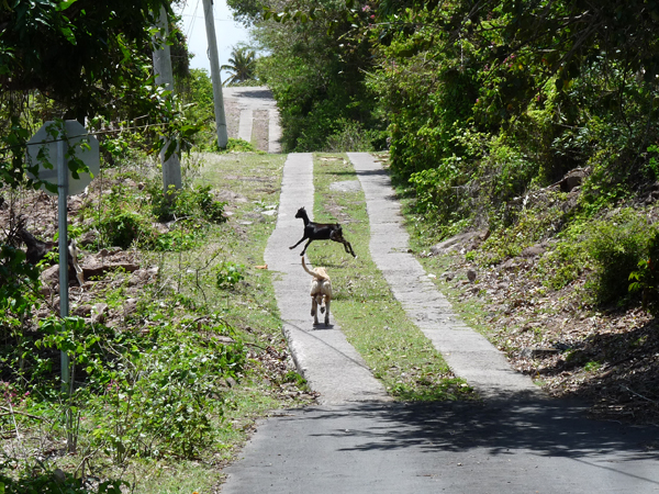 ziggy chasing goat