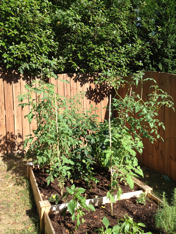backyard-vegetable-garden