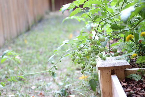 cherry-tomatoes