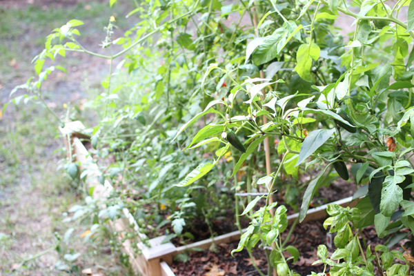 jalapenos