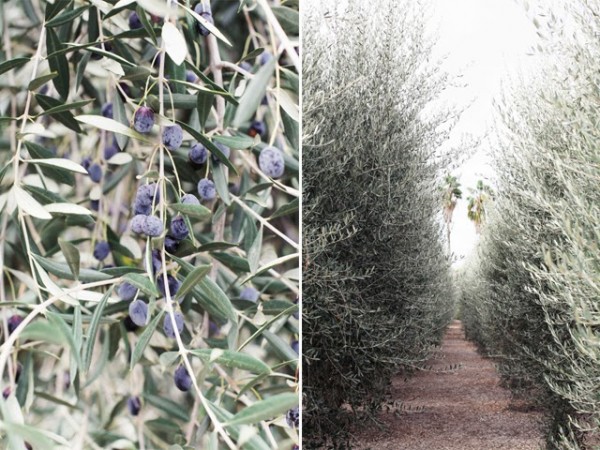 OLIVE_10