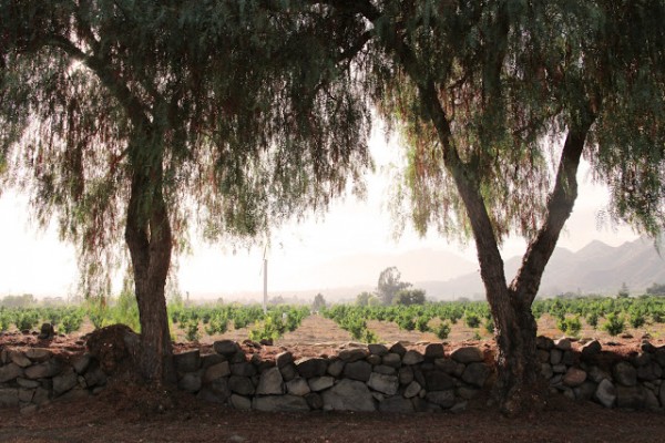 Ojai_7254