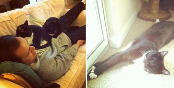 cats-3