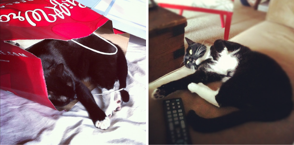 cats
