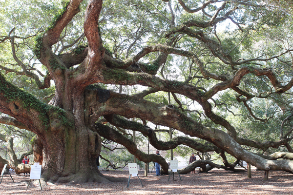 angel-oak