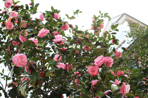 camellias