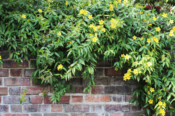 carolina-jessamine