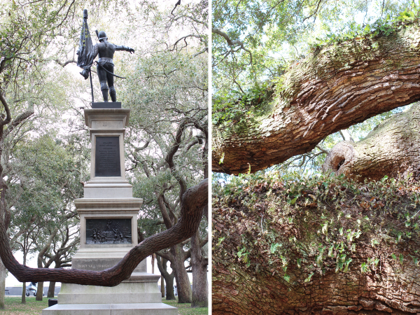 charleston-live-oaks