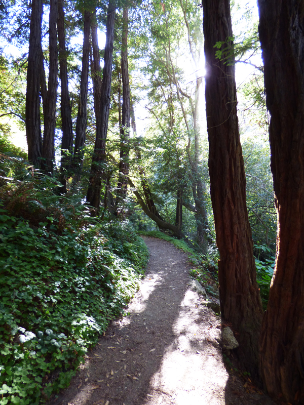 big-sur-pines