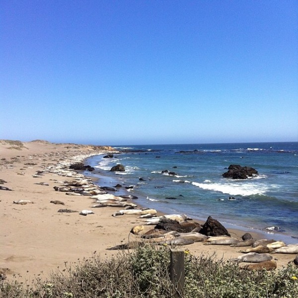 elephant-seal-colony