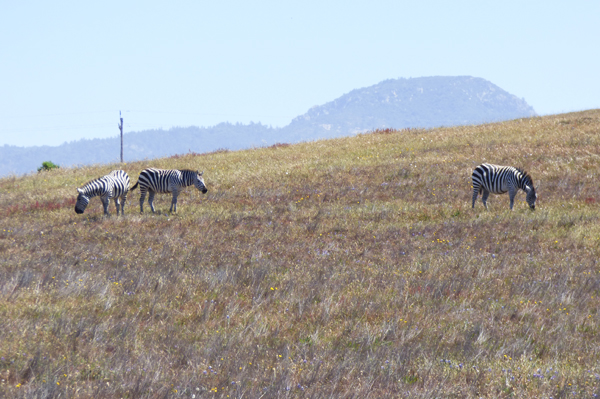 hearst-castle-zebras