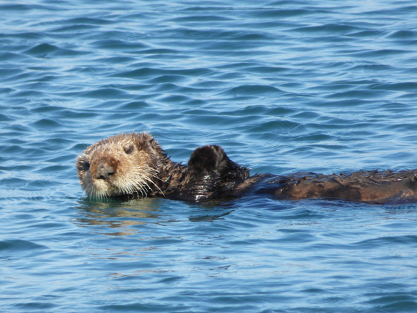 morro-bay-otter