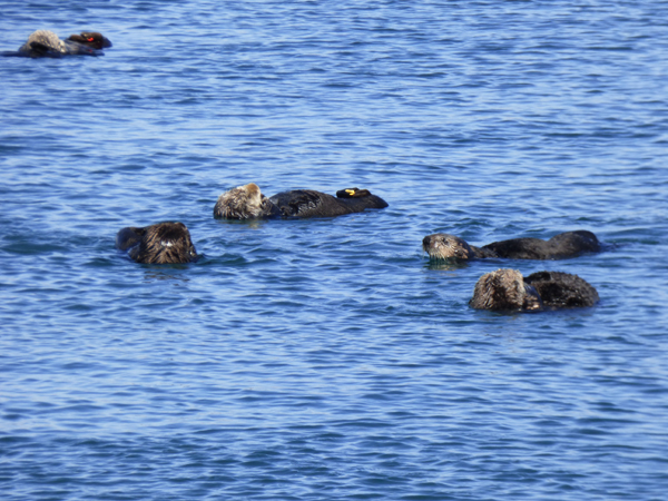 otters-in-morro-bay