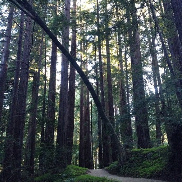 redwood-forest