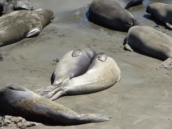 spooning-seals