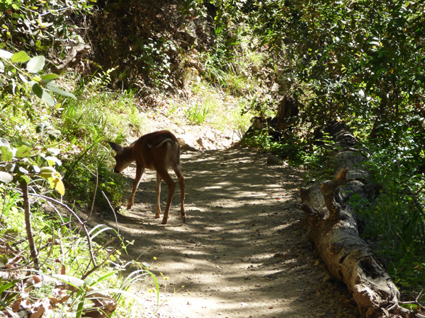 baby-deer