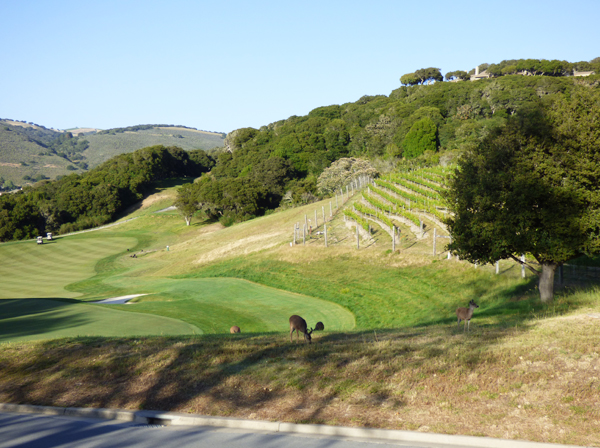 carmel-valley-wildlife