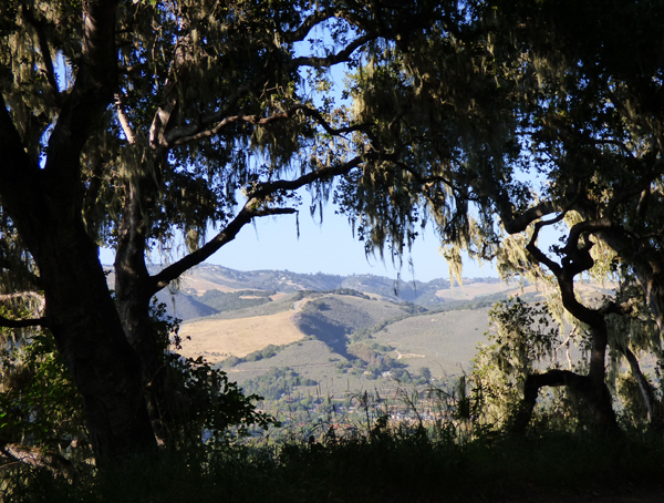 coastal-oaks