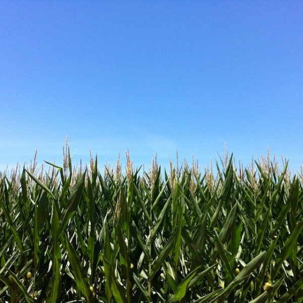 corn-fields