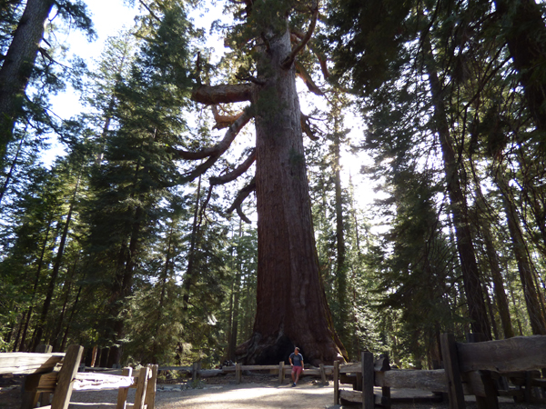 giant-sequoia