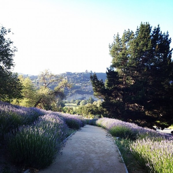 lavender-fields