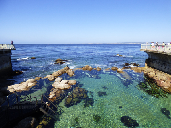 monterey-aquarium-tide-pool