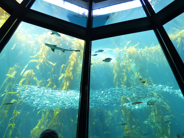 monterey-aquarium