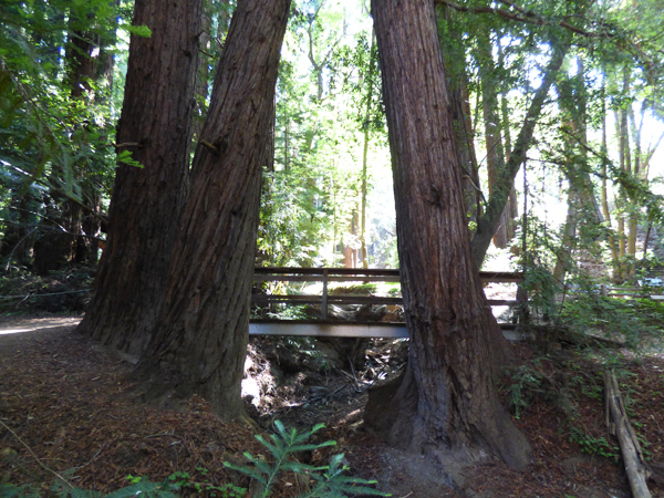 redwoods-hike