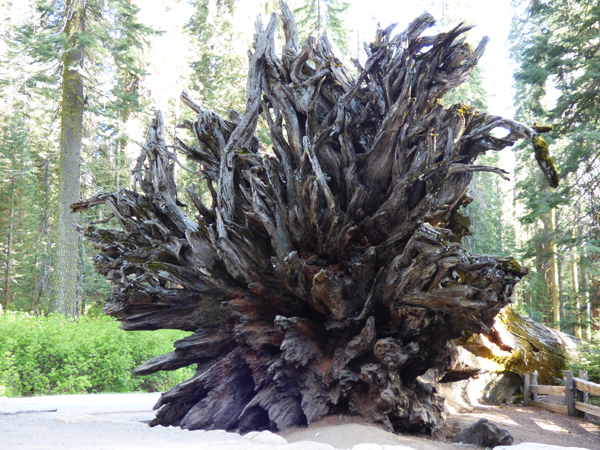 yosemite-sequoias