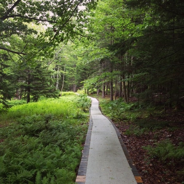 maine-woods