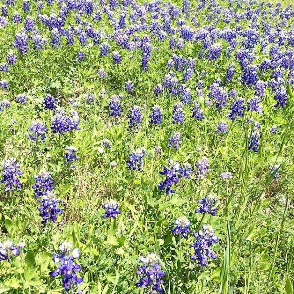 bluebonnets
