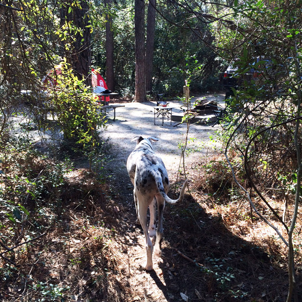 great-dane-camping
