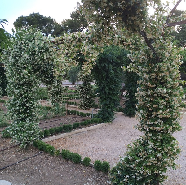 mas-de-la-rose-gardens