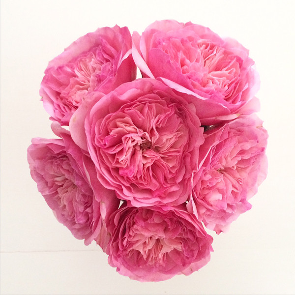 pink-roses